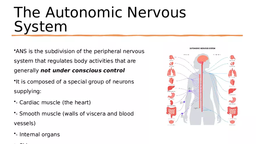 Nervous System Lecture - Page 7
