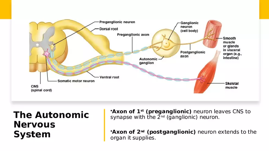 Nervous System Lecture - Page 8