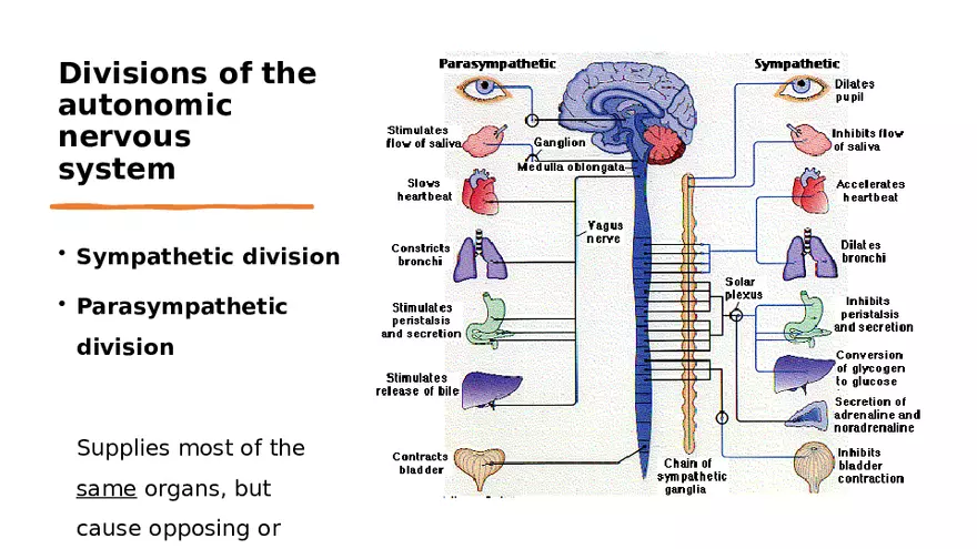 Nervous System Lecture - Page 9