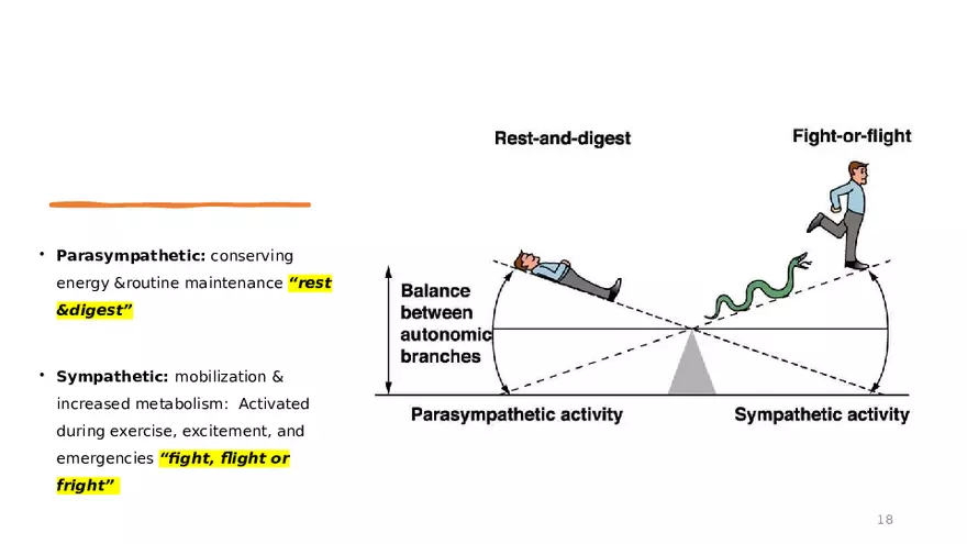 Nervous System Lecture - Page 10