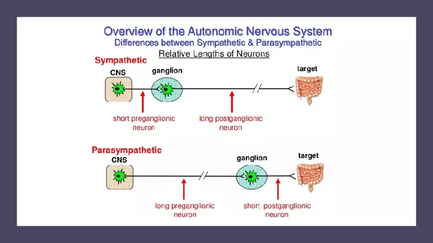 Nervous System Lecture - Page 11