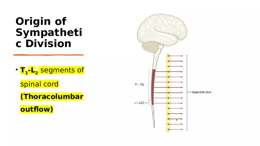 Nervous System Lecture - Page 12
