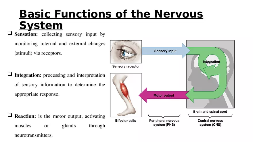 Nervous System Lecture - Page 13