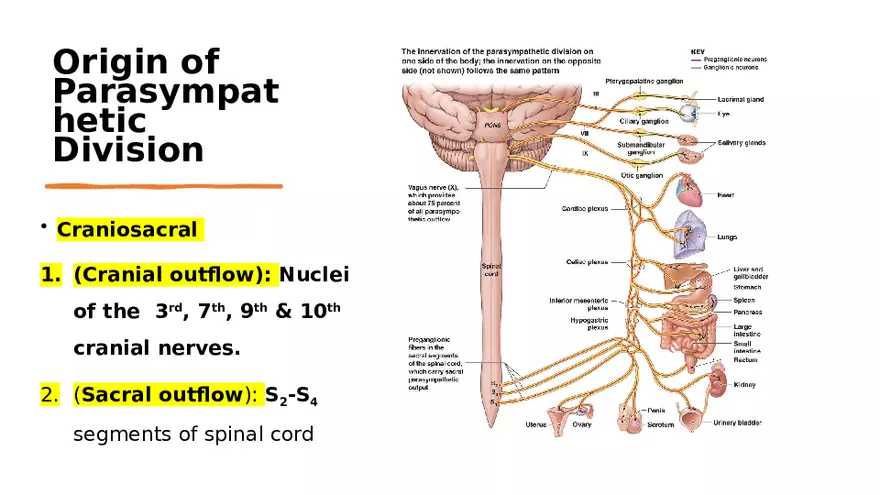 Nervous System Lecture - Page 14