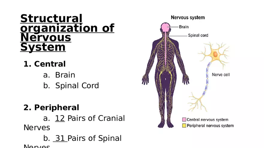 Nervous System Lecture - Page 15