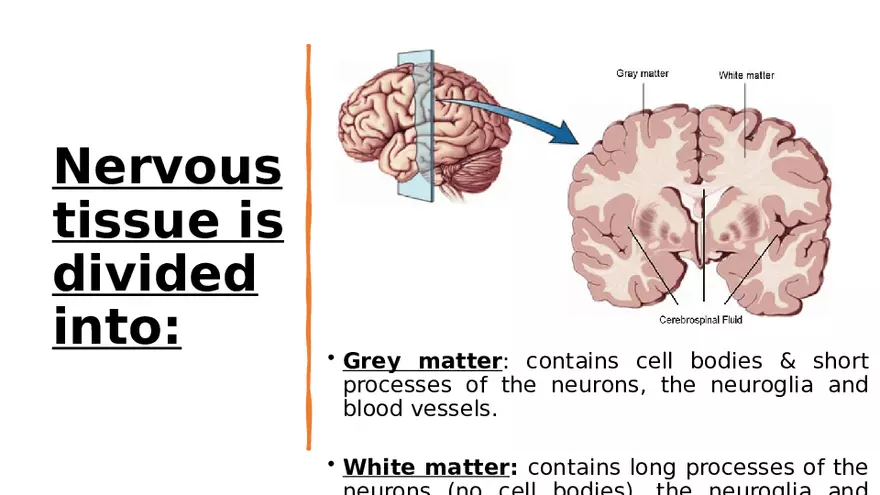 Nervous System Lecture - Page 16