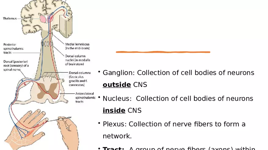 Nervous System Lecture - Page 17