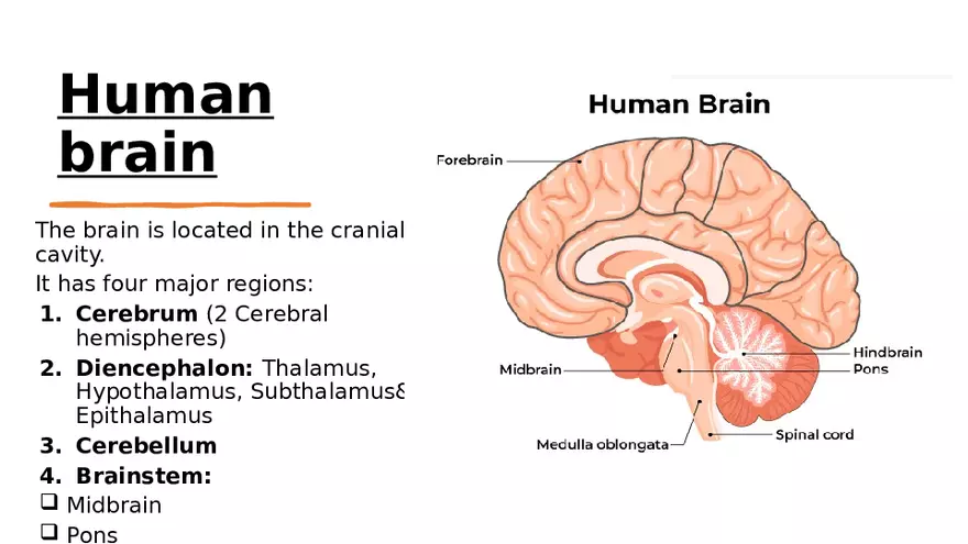 Nervous System Lecture - Page 18