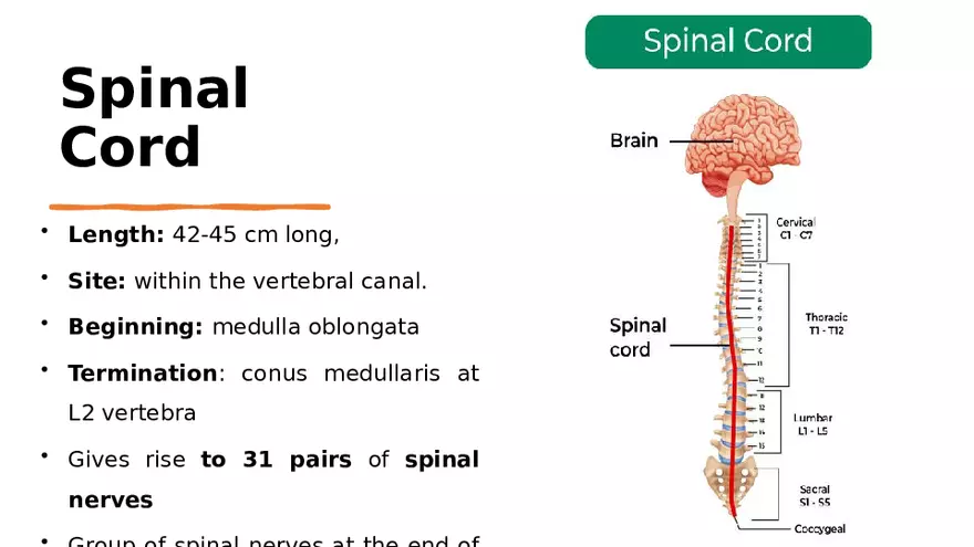 Nervous System Lecture - Page 19