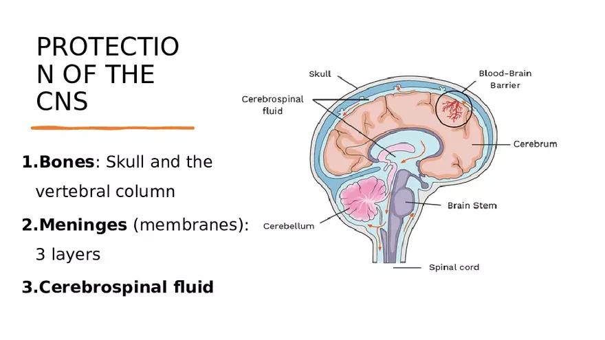Nervous System Lecture - Page 20