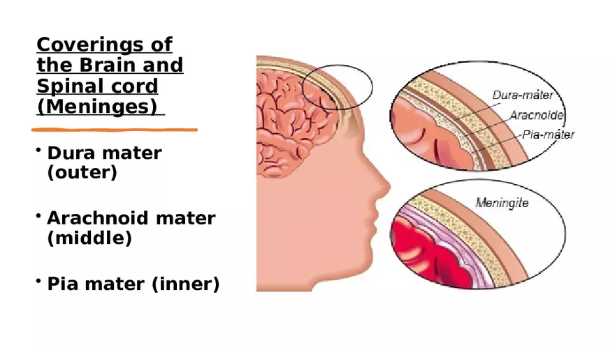 Nervous System Lecture - Page 21