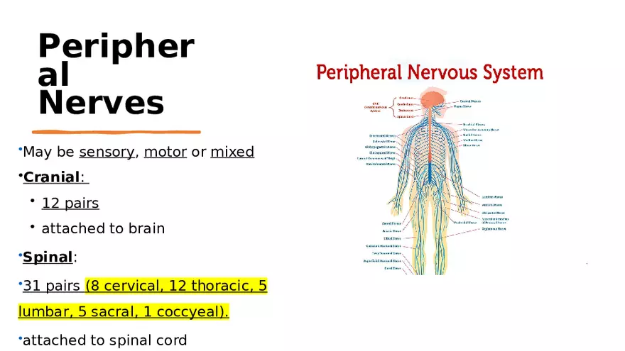 Nervous System Lecture - Page 3