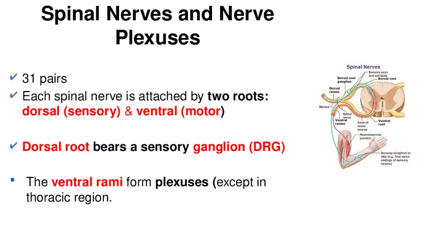 Nervous System Lecture - Page 4
