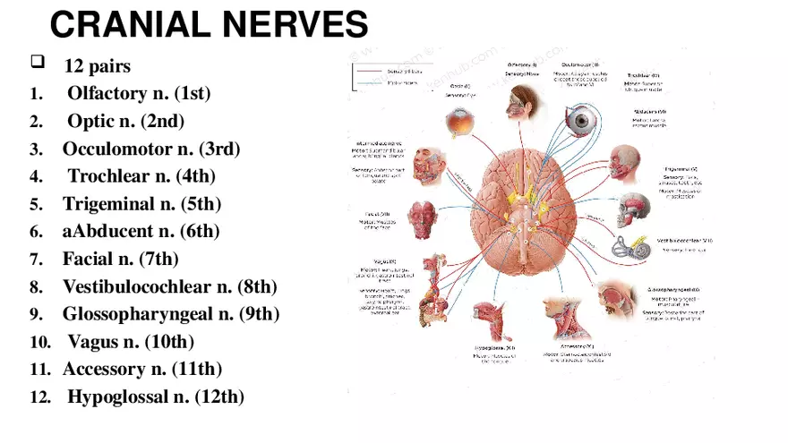Nervous System Lecture - Page 5