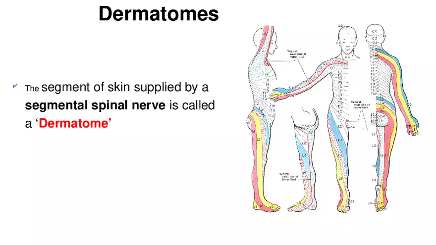 Nervous System Lecture - Page 6