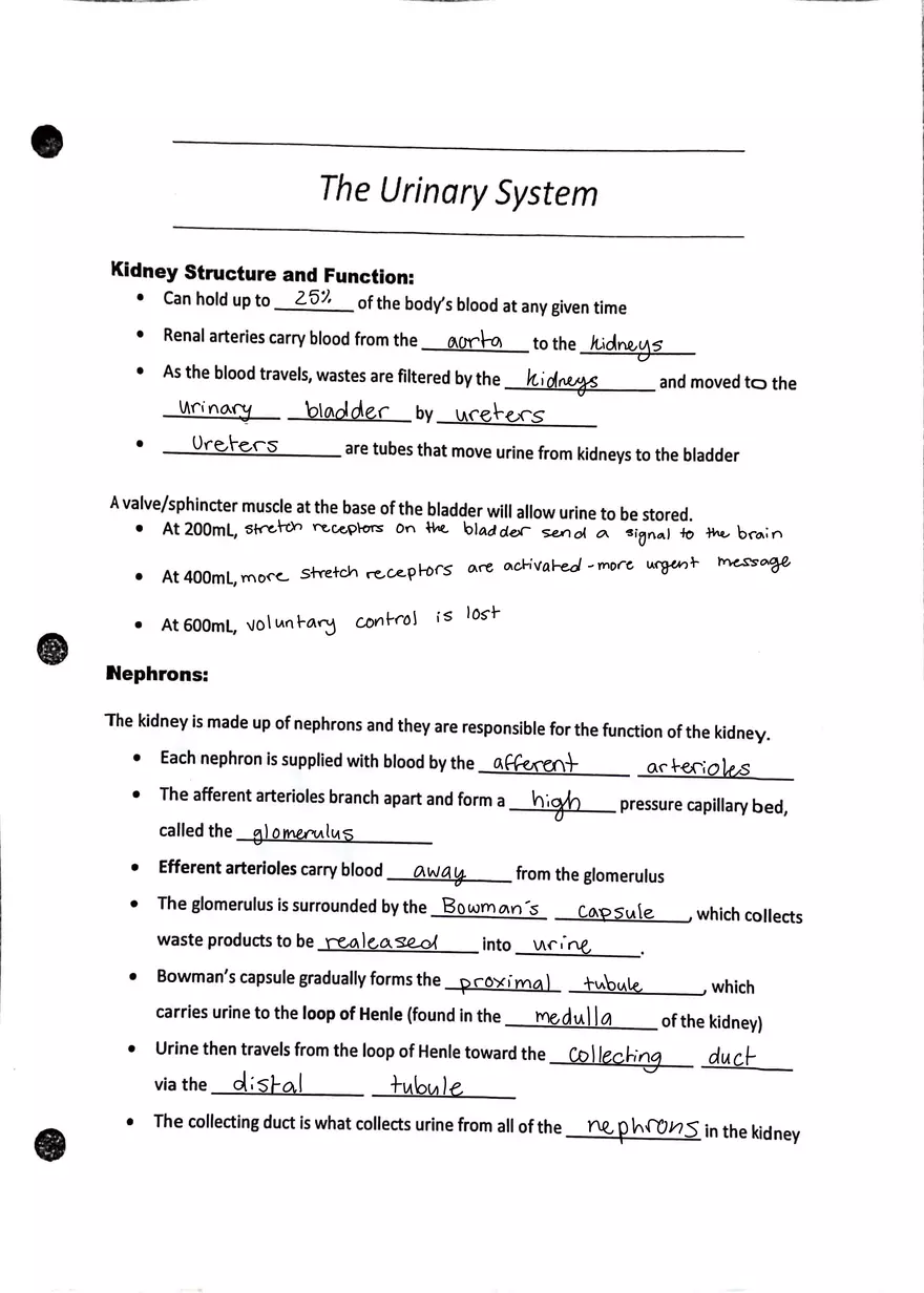 The Urinary System Worksheet - Page 1