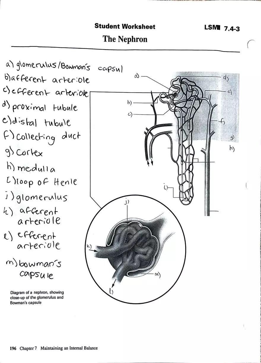 The Urinary System Worksheet - Page 2