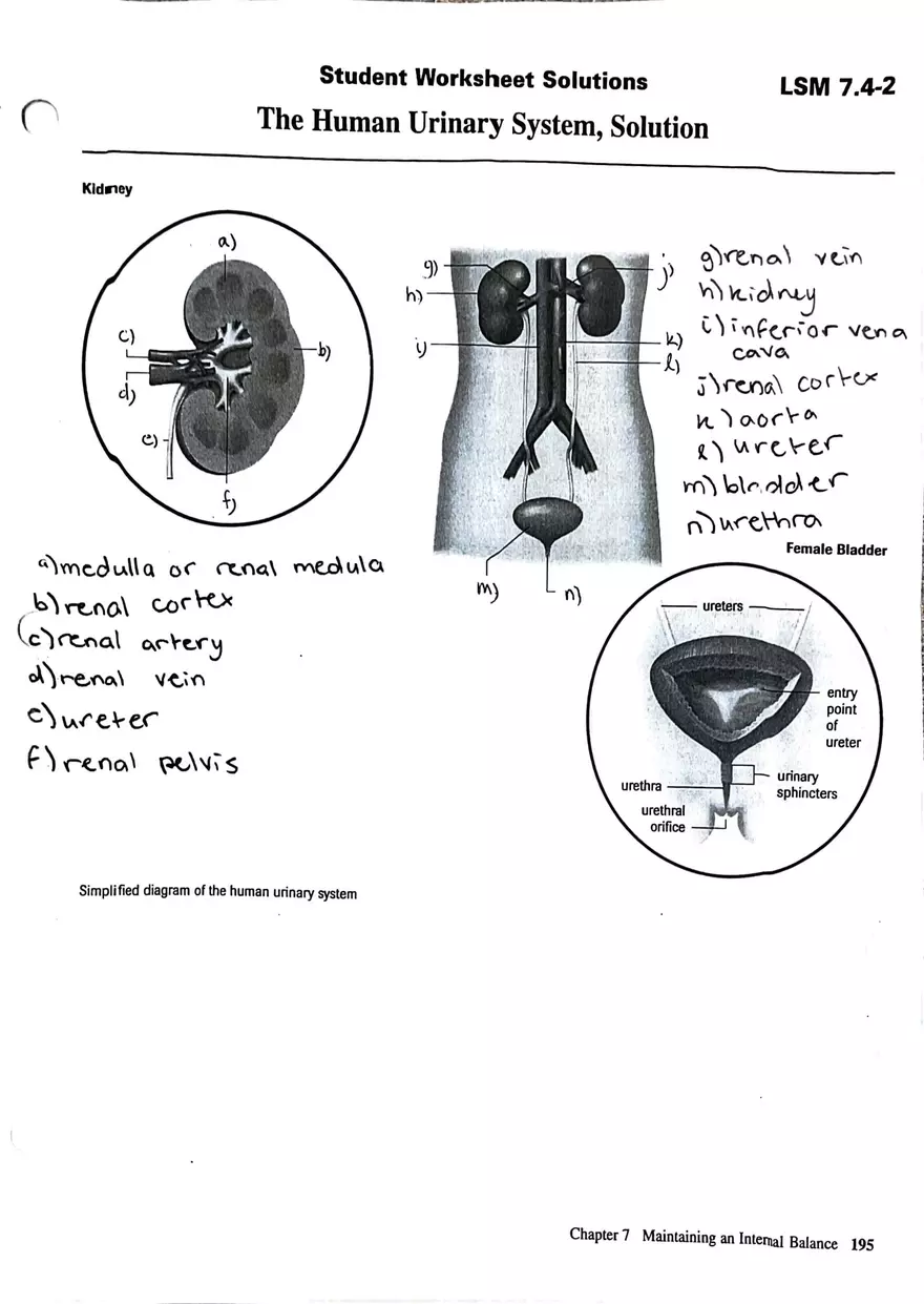 The Urinary System Worksheet - Page 3