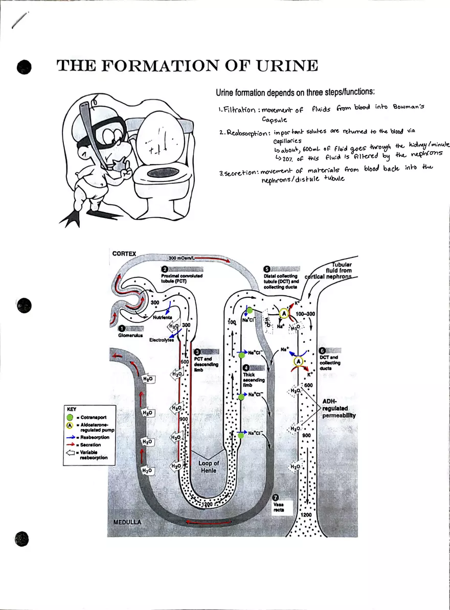 The Urinary System Worksheet - Page 4