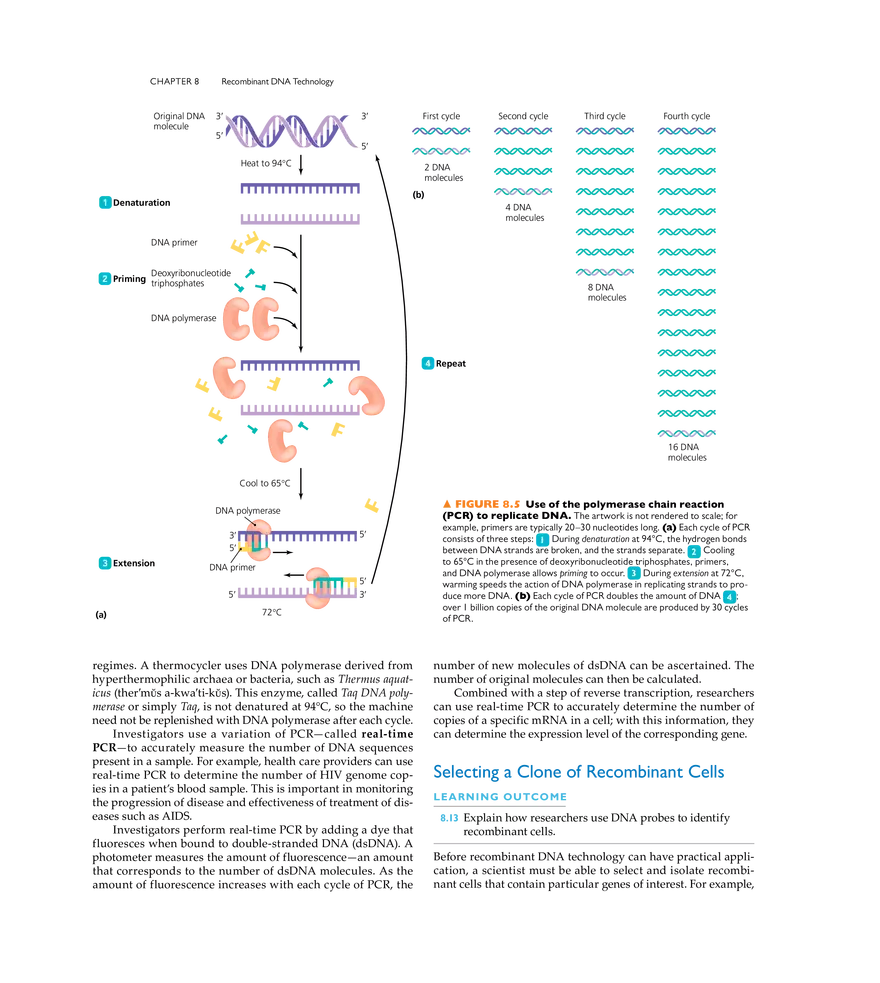 Recombinant DNA Technology - Page 19