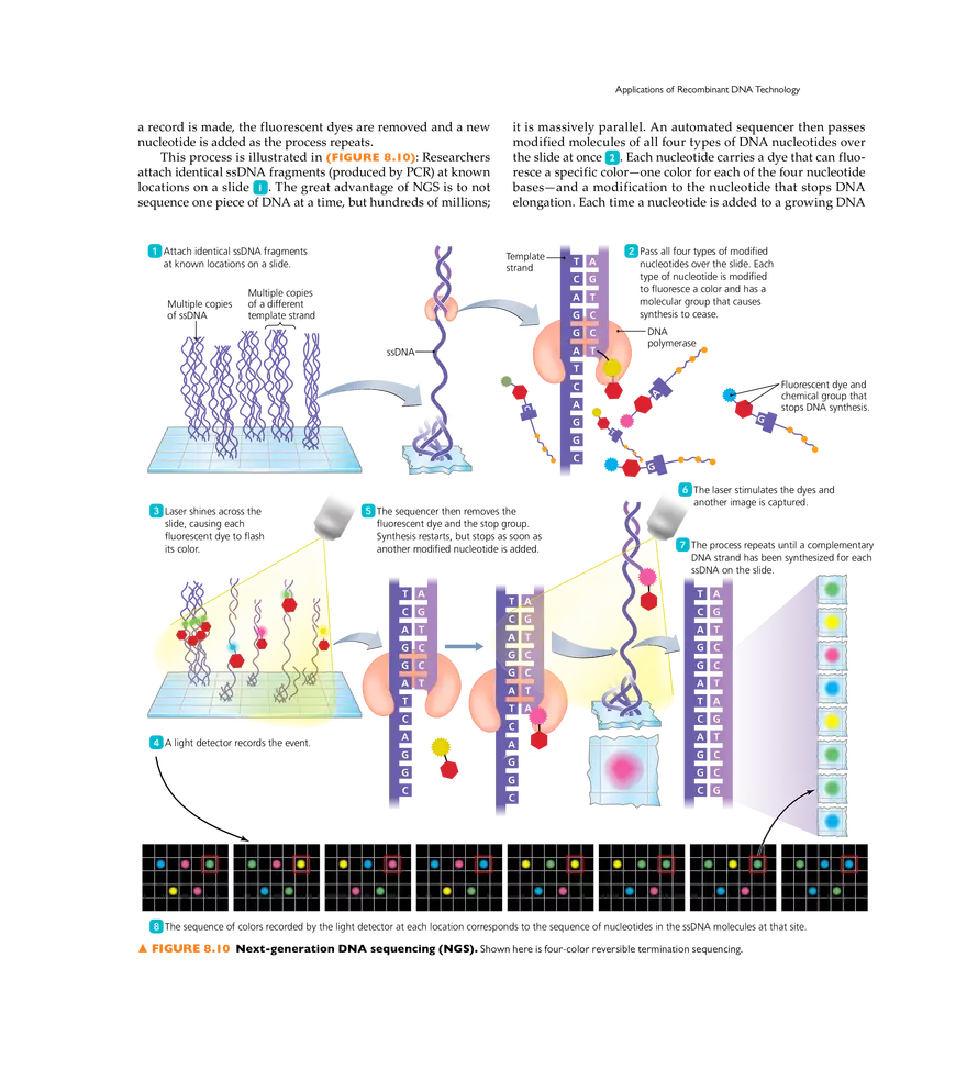 Recombinant DNA Technology - Page 4