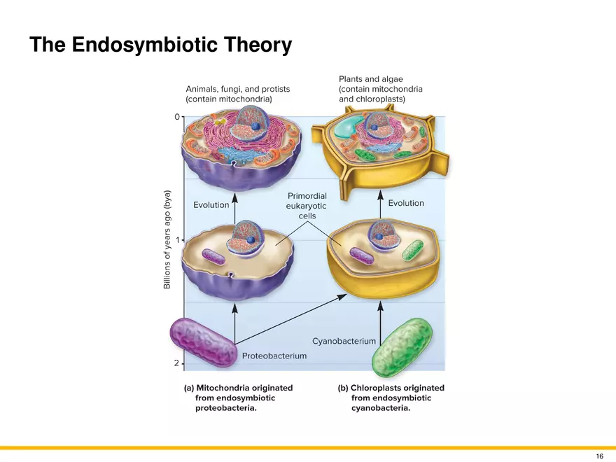 The Evolution of Microorganisms and Microbiology - Page 8