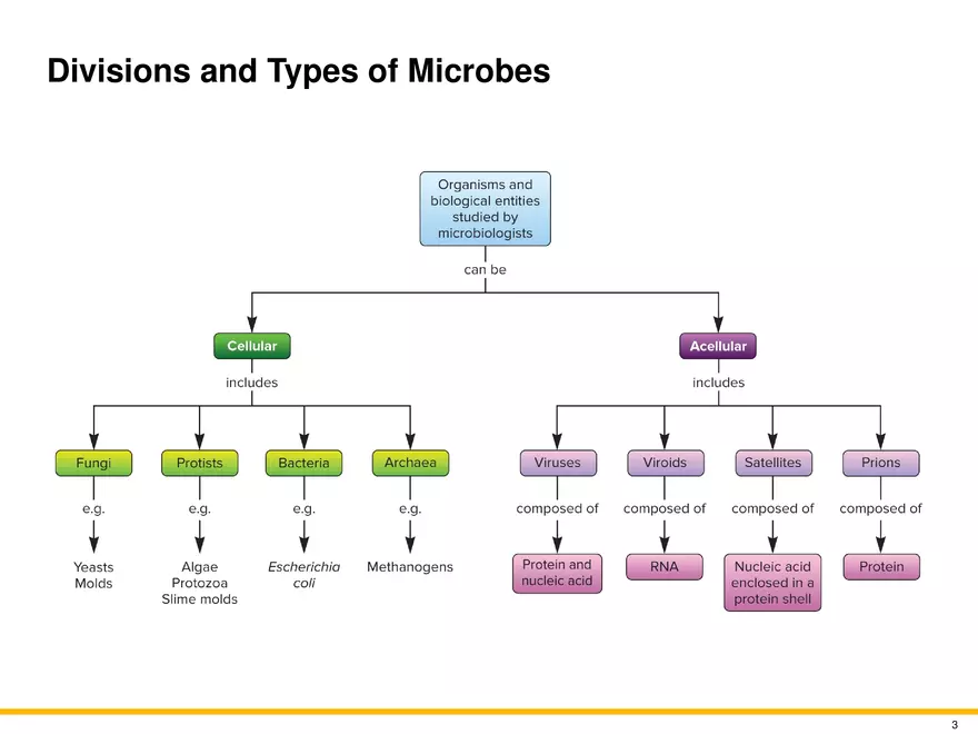 The Evolution of Microorganisms and Microbiology - Page 13