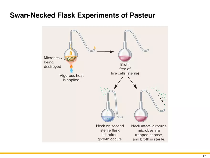 The Evolution of Microorganisms and Microbiology - Page 20