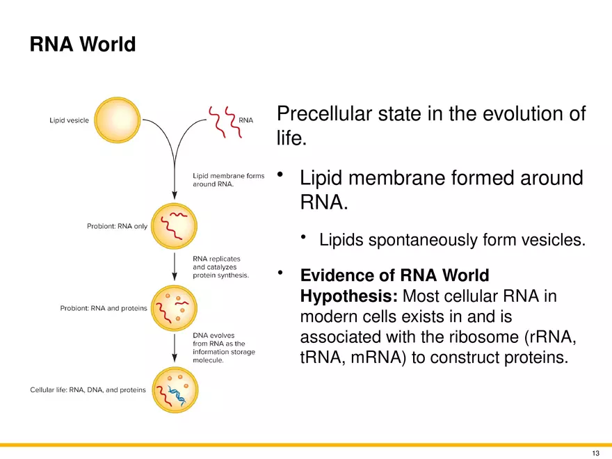 The Evolution of Microorganisms and Microbiology - Page 5