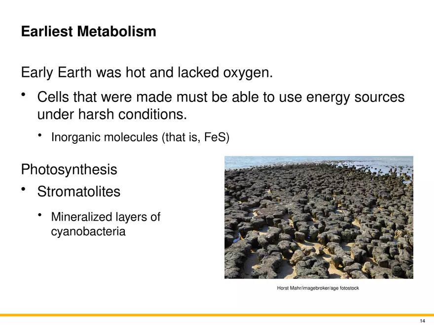 The Evolution of Microorganisms and Microbiology - Page 6