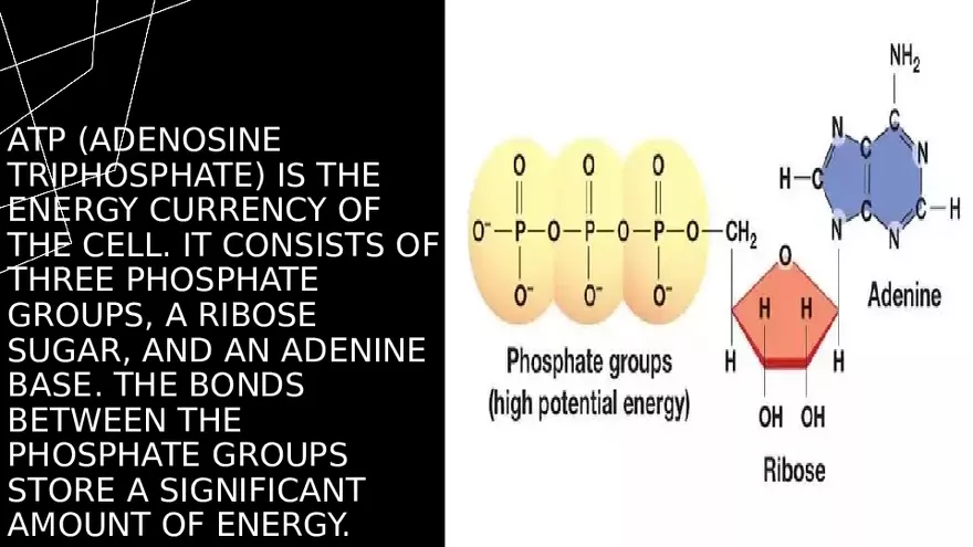 What is ATP-AD Cycle - Page 3