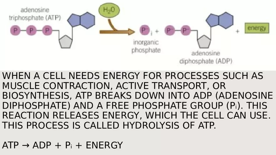 What is ATP-AD Cycle - Page 4