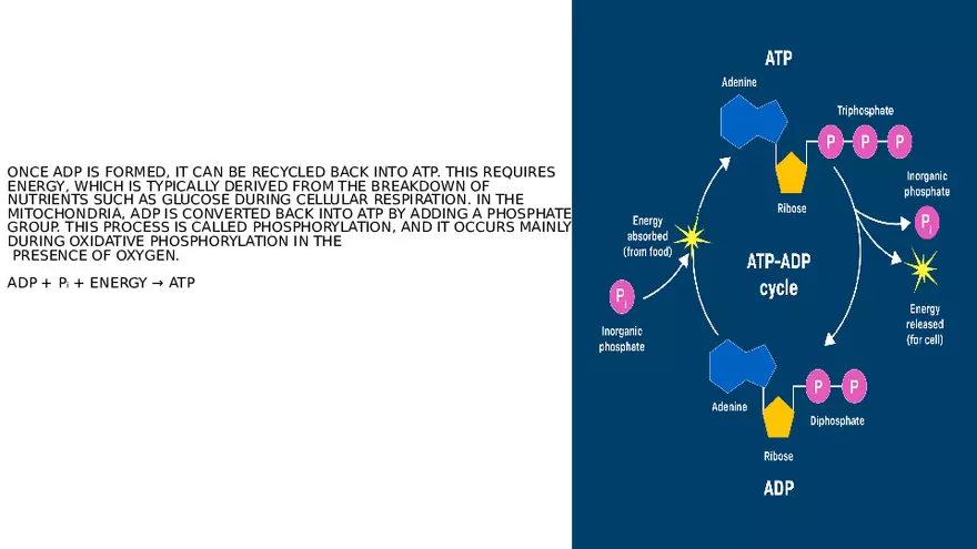 What is ATP-AD Cycle - Page 5