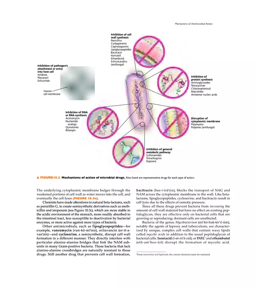 Controlling Microbial Growth in the Body Antimicrobial Drugs - Page 13