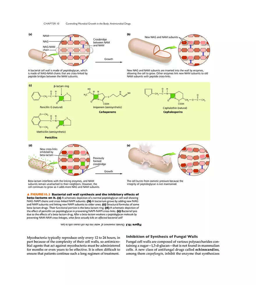 Controlling Microbial Growth in the Body Antimicrobial Drugs - Page 24