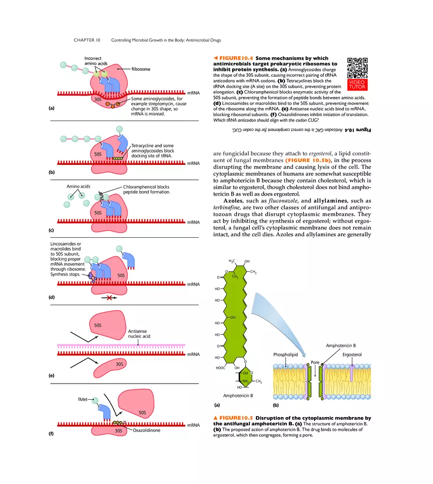 Controlling Microbial Growth in the Body Antimicrobial Drugs - Page 30