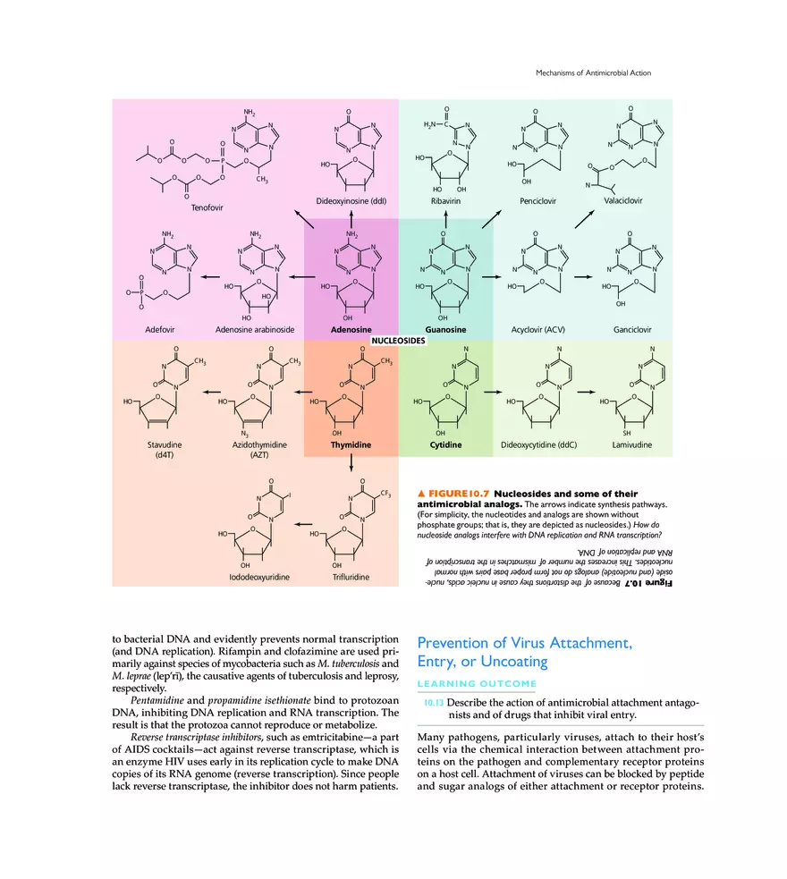 Controlling Microbial Growth in the Body Antimicrobial Drugs - Page 33
