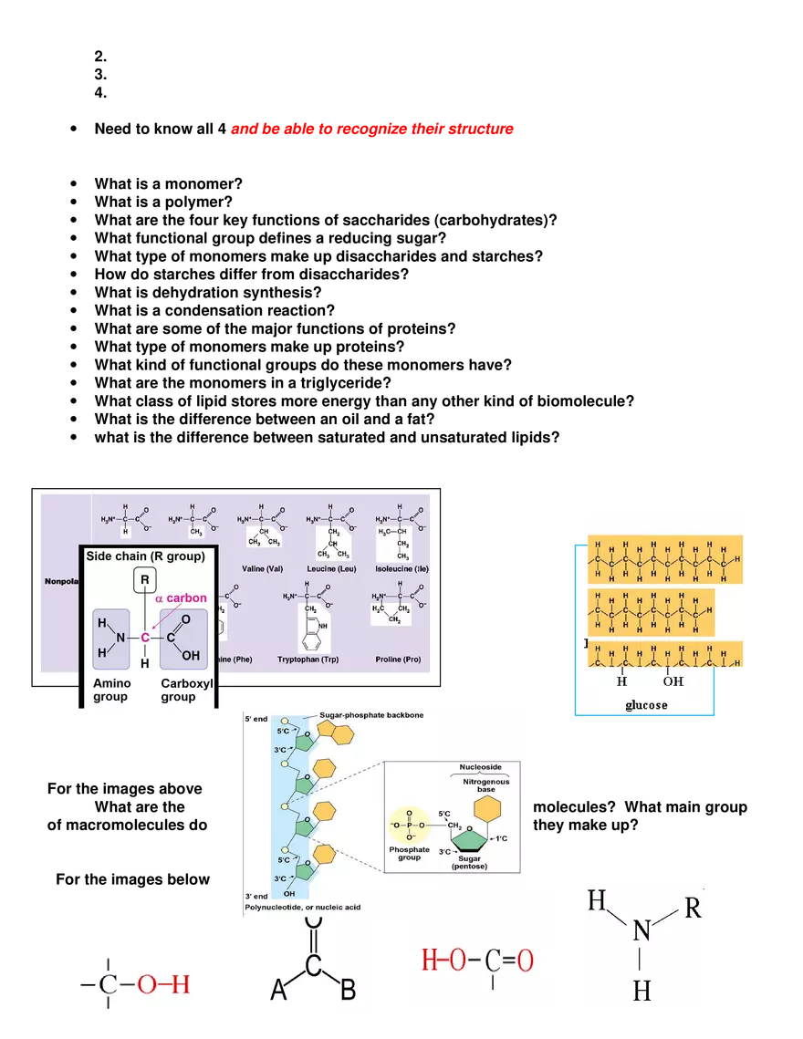 Review Sheet for Biology Exam I - Page 4