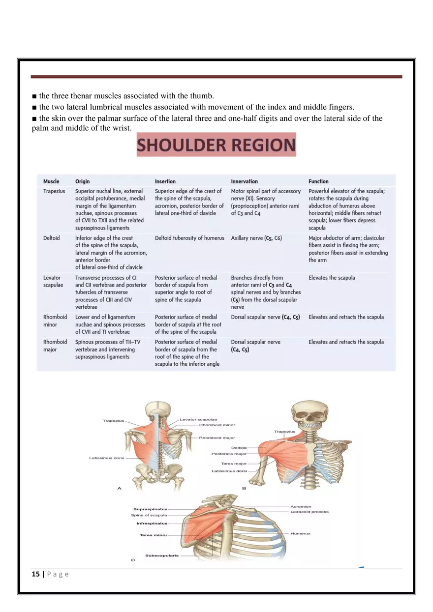 Anatomy Upper Limb - Page 7