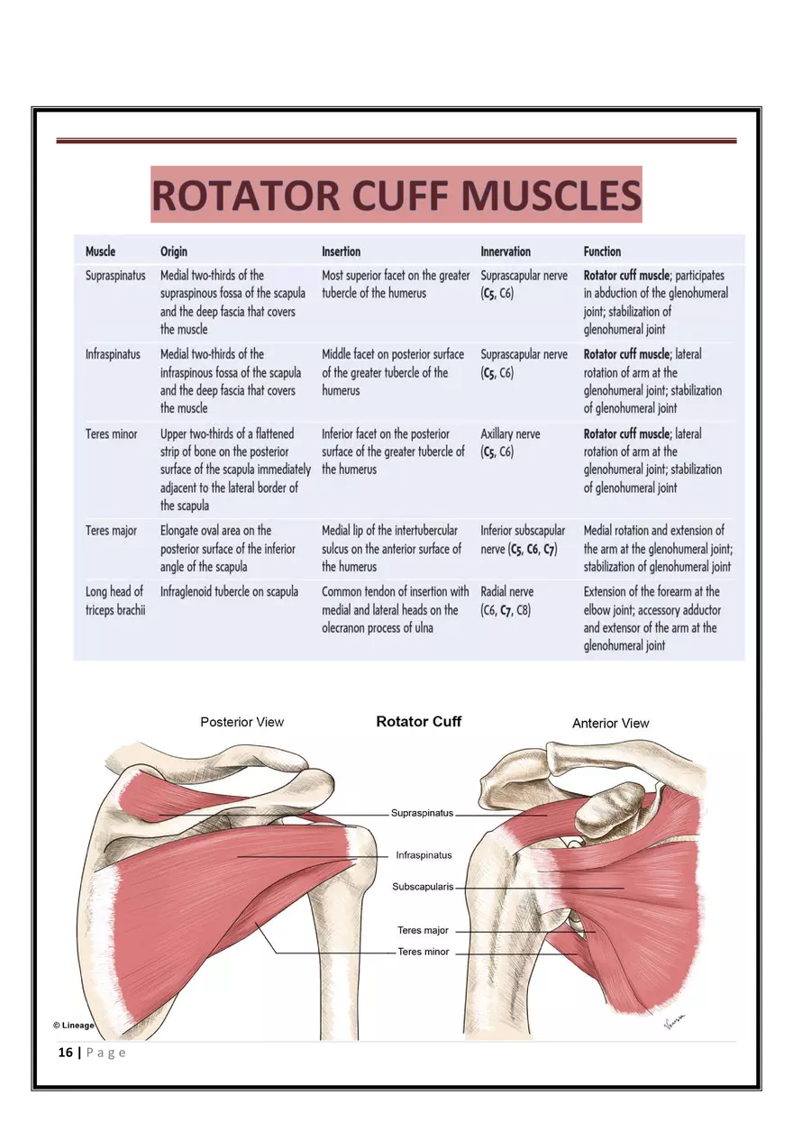 Anatomy Upper Limb - Page 8