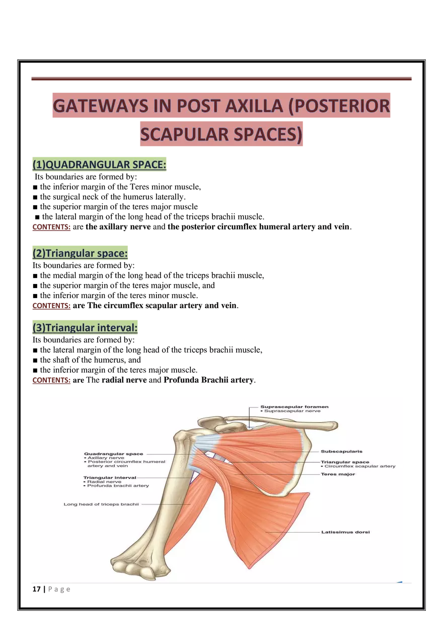 Anatomy Upper Limb - Page 9
