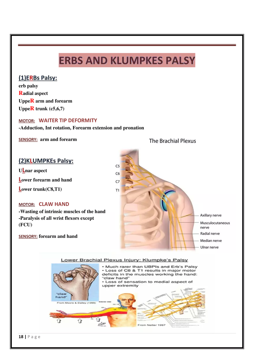 Anatomy Upper Limb - Page 10
