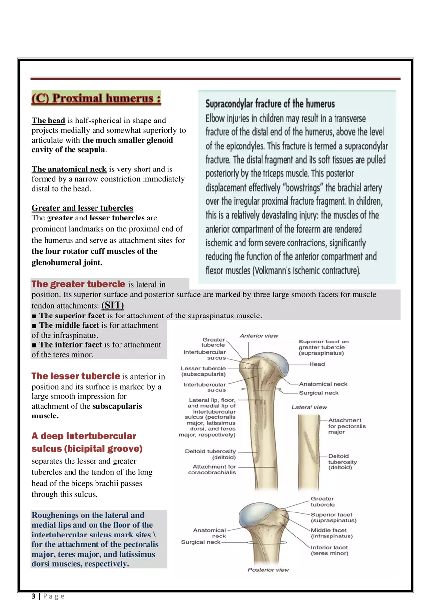 Anatomy Upper Limb - Page 13