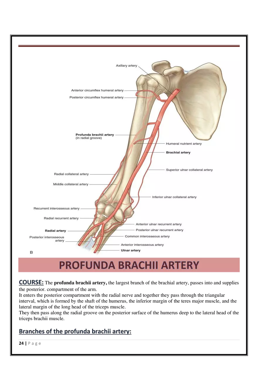 Anatomy Upper Limb - Page 17