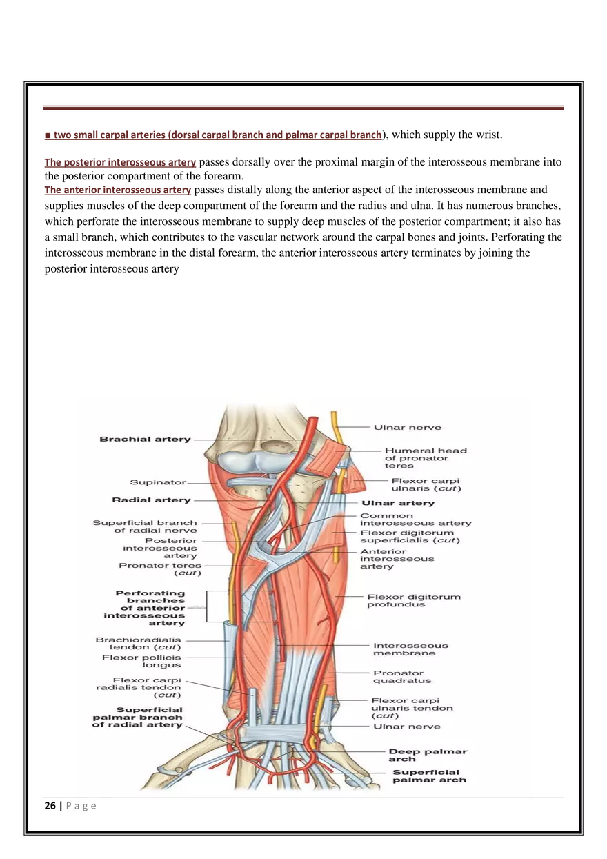 Anatomy Upper Limb - Page 19