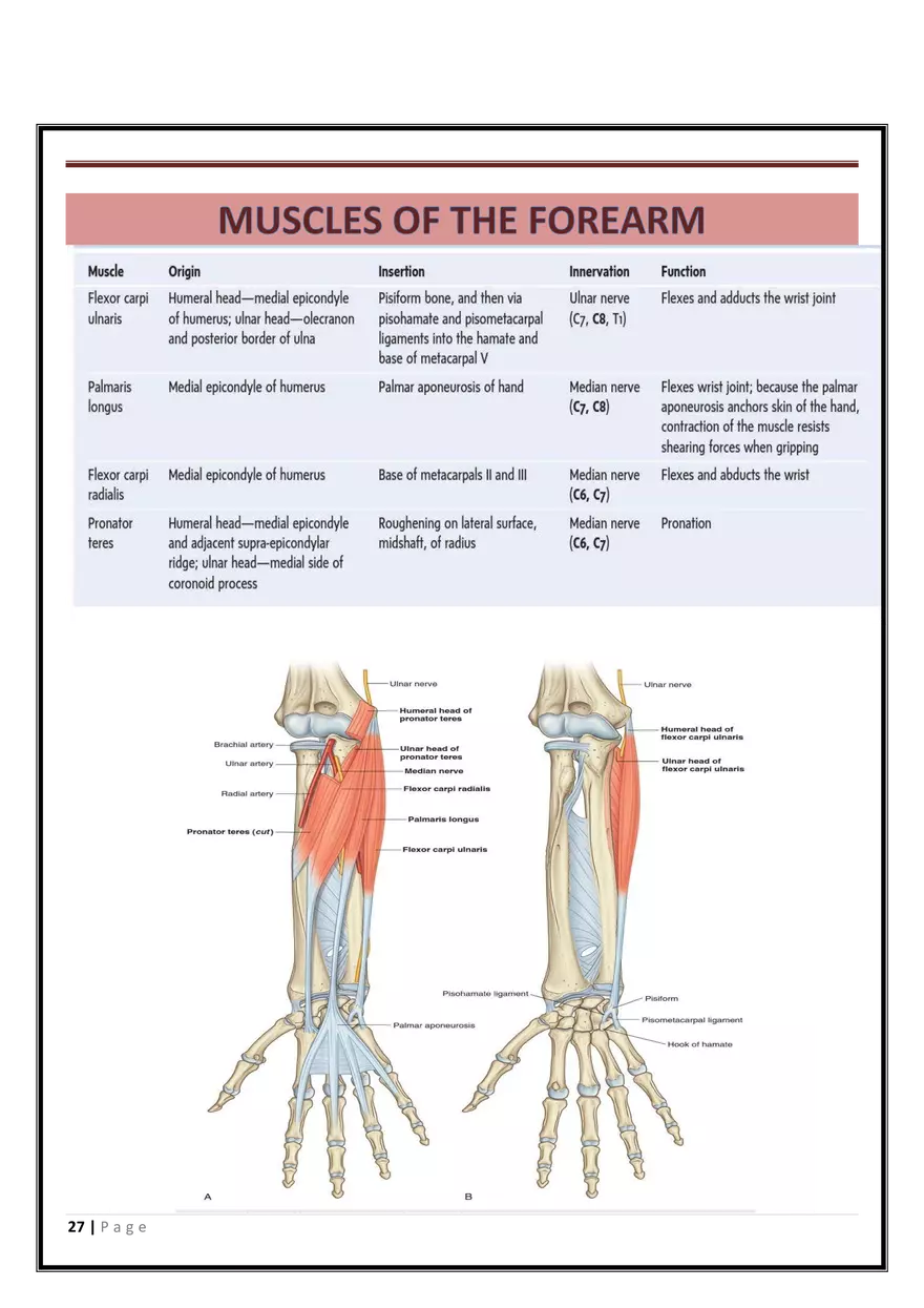 Anatomy Upper Limb - Page 20