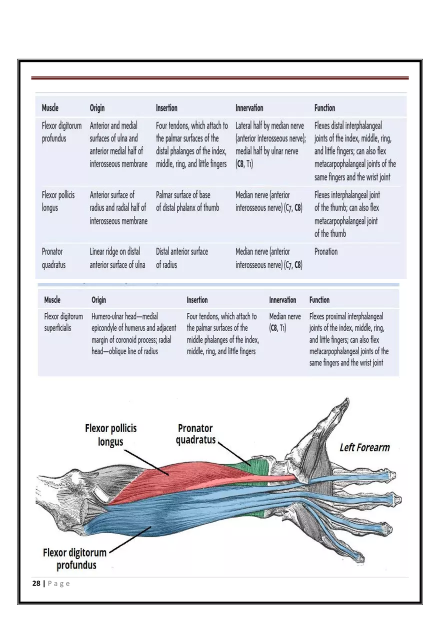 Anatomy Upper Limb - Page 21
