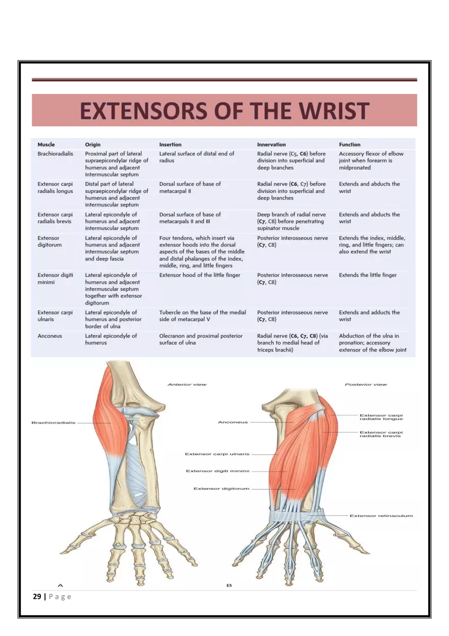 Anatomy Upper Limb - Page 22
