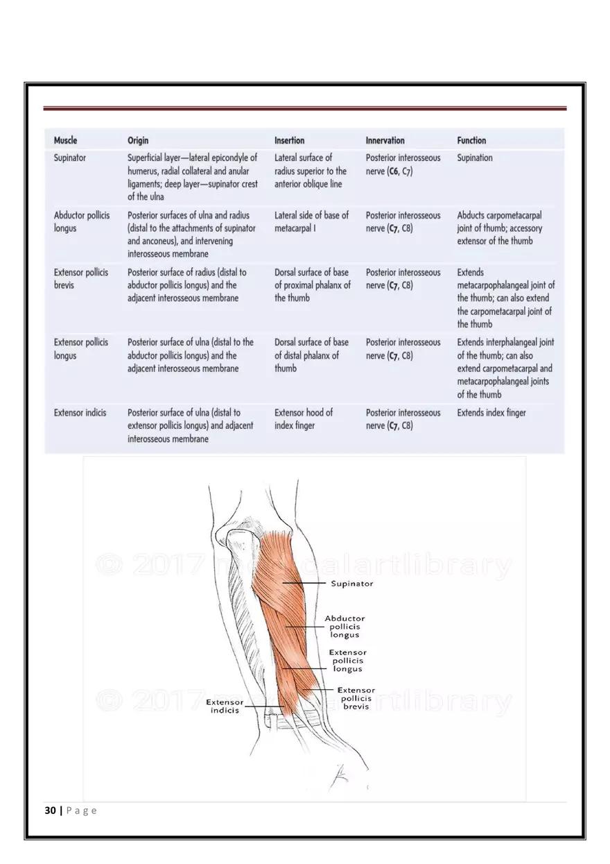 Anatomy Upper Limb - Page 23