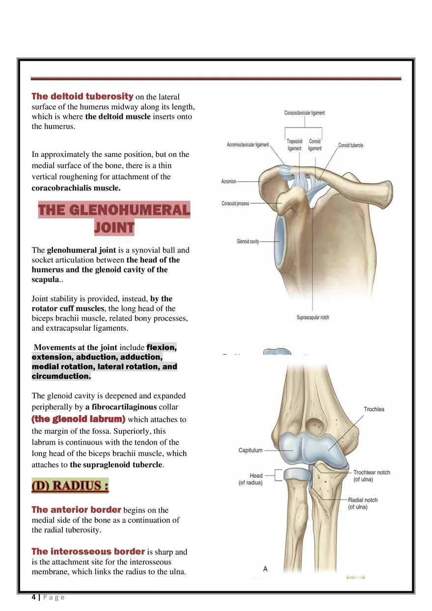 Anatomy Upper Limb - Page 24